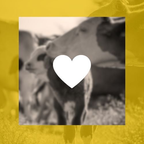 Hell&auml;&auml; hoivaa - Vain lahjoitus, ei korttia